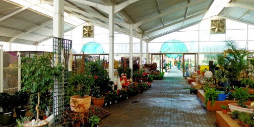 Buy plants and flower pots at Ferreiras