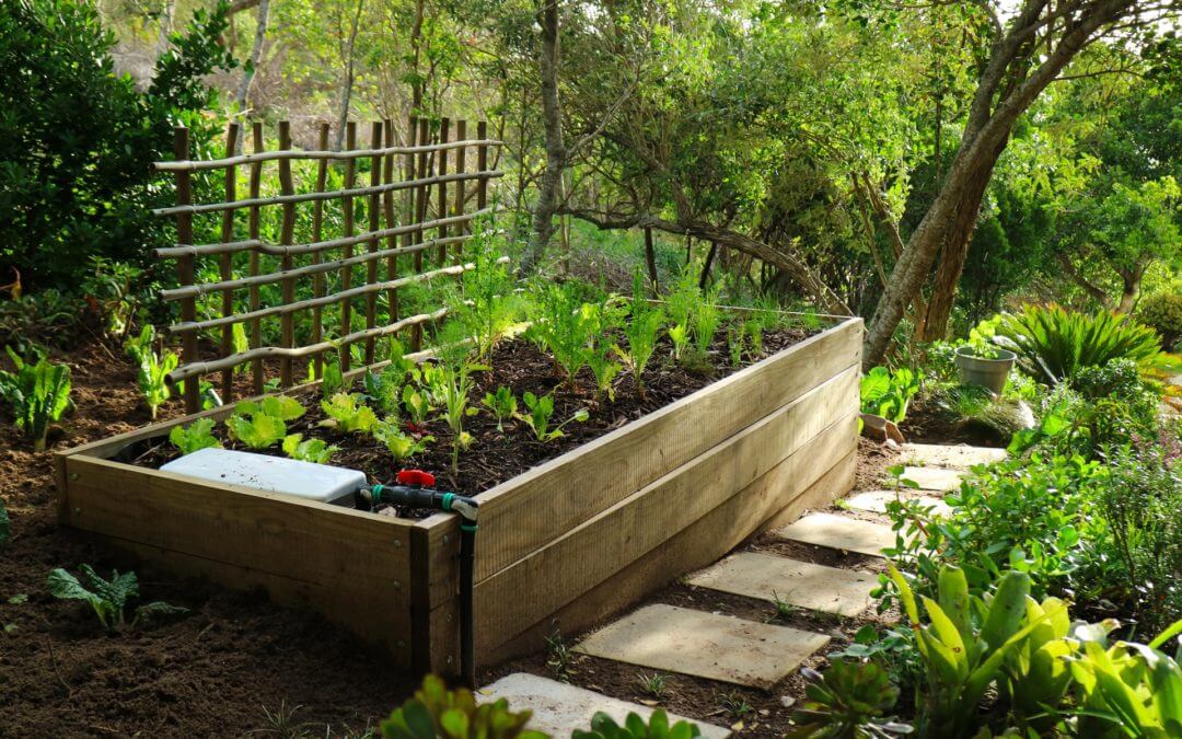 Construct a beautiful looking wicking bed in your home garden